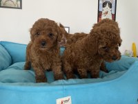 Ultra Kalite Red Brown Toy Poodle Yavrularımız