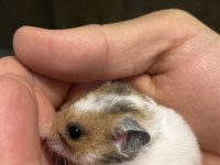 Sevimli Hamster Yavrularımız