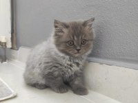 BRİTİSH LONGHAİR