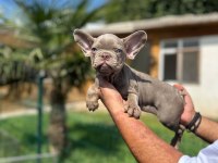 Mükemmel Kalite French Bulldog Yavru