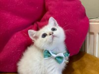 British Shorthair Erkek Yavrumuza Yuva (Uyguna)