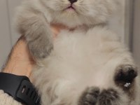 British longhair yavrumuz