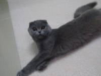 Scottish fold kedimize yeni yuva arıyoruz