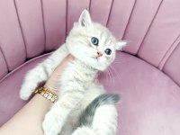 British shorthair yavruları teslime hazir