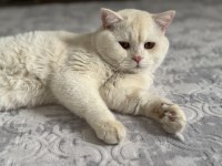 Golden white british oğluma gelin adayı arıyorum