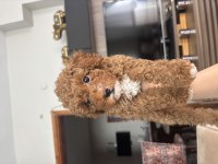 2 AYLIK YAVRU TOY POODLE