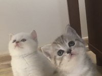 Safkan kaliteli güzel karakterli şivava bebekler
