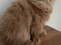 Safkan British Longhair Cinnamon