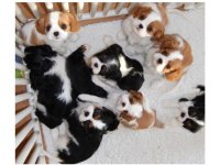 Muhteşem cavalier king charles erkek son yavru