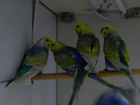 KENDİ RAİNBOW YAVRUNUZU ÜRETMEK İÇİN