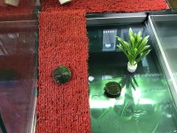 Gerçek Minyatür Kırmızı Yanak Su Kaplumbağaları