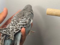 Jumbo Yavru Muhabbet Kuşları