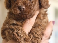 Safkan minicik anne baba Kore Toy poodle