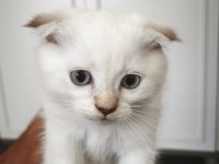 Scottish fold yavru kediler