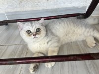 Silver Point Yavru Kedilerimiz