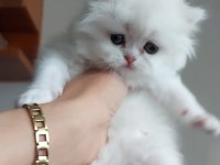 British longhair silver erkek yavrumuz