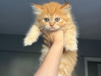 Chinchilla kedimizi sahiplendirme