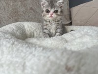 British shorthair yavrular 2 aylık
