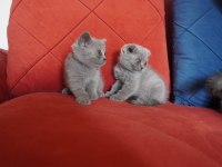 SAFKAN scottish fold yavrularımız