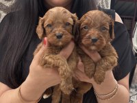 Poodle Ayarında Maltipoo Yavrularım