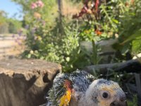 Blue front amazon california bebek