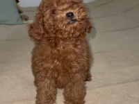 Anne 2700 baba 210 kg orjinal toy poodle kore kan