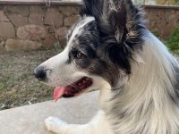 Köpeğimize Erkek Eş Arıyoruz