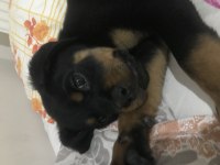 sahibinden 90 günlük kimlikli scrli erkek rottweiler yavru