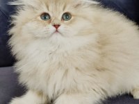 British longhair kedimiz