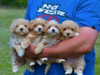 Mini boy tuvalet eğitimli maltipoo bebekler