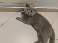 Anne iran chinchilla baba british shorthair
