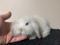 Orjinal Hollanda lop ve cüce tavşanlarım
