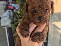 EVİNİZİN POODLE PRENSESLERİ VE PRENSLERİ 2 AYLIK