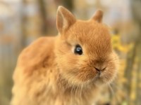 Netherland dwarf cüce tavşan yavruları