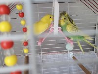 Yavru muhabbet kuşları ele alışkın
