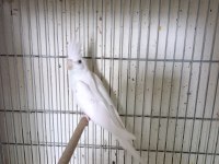 Dişi albino sultan papağanı