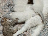 2 Mart doğumlu british shorthair yavrular