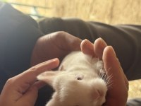 Yavru lop tavşan