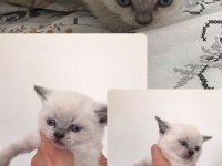 KOCA KAFA BRİTİSH YAVRU KEDİLER