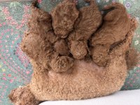 Minik toy poodle bebeklerim