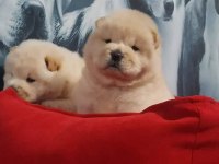 ÇİN ASLANI YAVRULARIMIZ (CHOW CHOW)