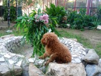 Toy poodle yavruları