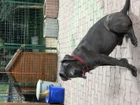 7.5 aylık dişi Cane Corso blue aşısı karnesi çipi tam
