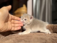 Ay12 Blue Golden Show Kalite British Shorthair