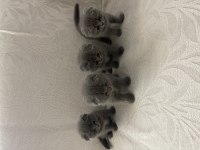 Disi ve erkek yavrularimiza yuva ariyoruz