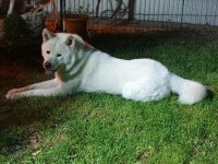 Akita İnu Köpeğimiz İçin Ulaşın