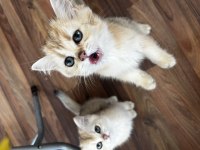 Golden British Shorthair Yavrular