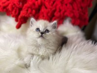 BEMBEYAZ BRİTİSH LONGHAİR KAR TANELERİM SAHİPLERİNİ BEKLİYOR