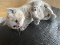 6 OCAK DOĞUMLU BRİTİSH SHORTHAİR YAVRULAR