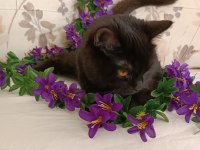 Kehribar göz siyah dişi british shorthair